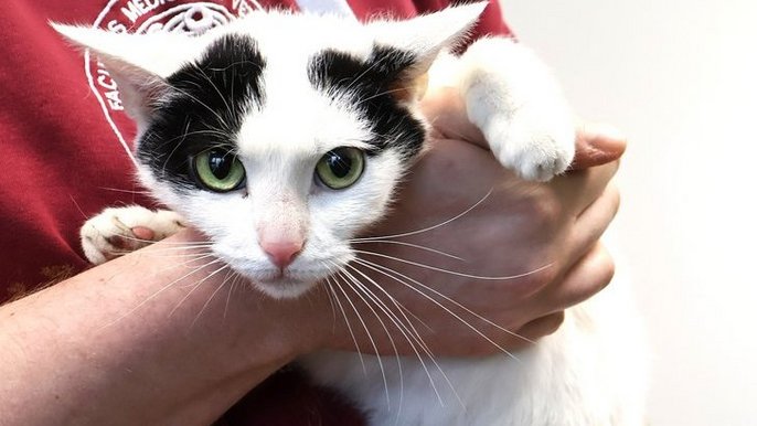 Łódź. kotka Stokrotka