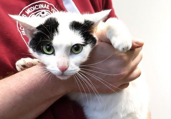 Łódź. kotka Stokrotka