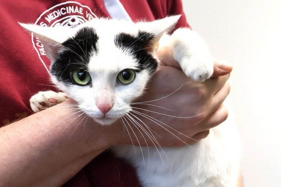 Łódź. kotka Stokrotka