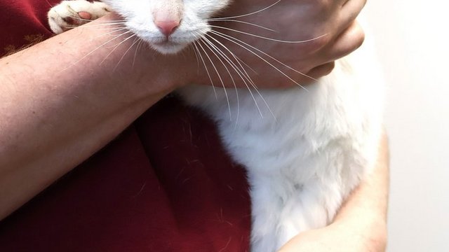 W schronisku w Łodzi nie tylko psy marzą o nowym domu. Kotka Stokrotka czeka na właściciela