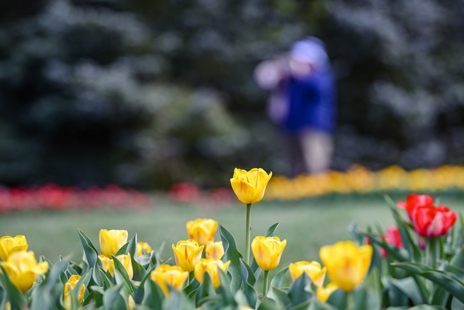 Morze tulipanów w Ogrodzie Botanicznym w Łodzi. Nie możesz tego przegapić