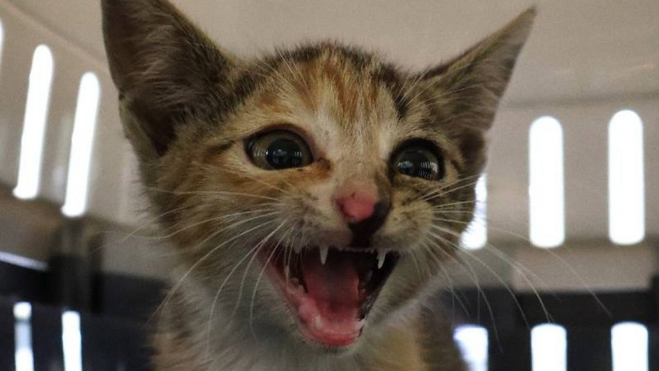 Łódź. Malutka Olusia ze schroniska w Łodzi ma wielkie serce. Podaruj jej nowy dom