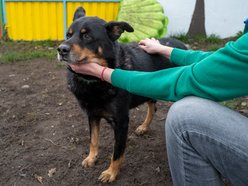 Wielka inwestycja w schronisku w Łodzi. Nowy teren, kojce i przestrzeń edukacyjna