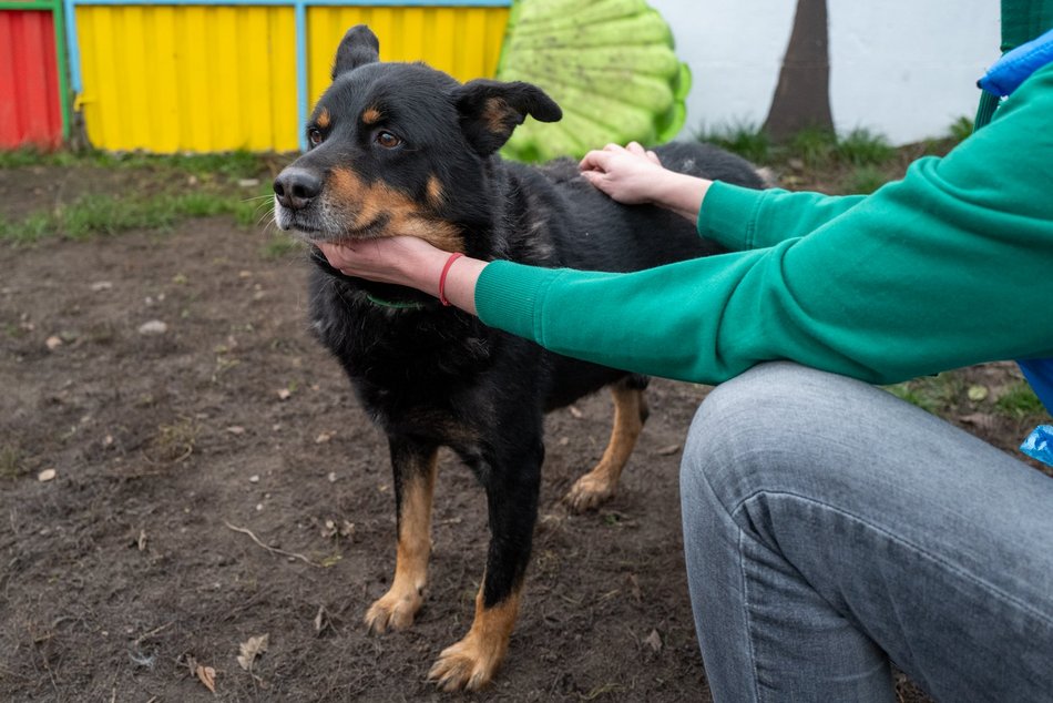 Wielka inwestycja w schronisku w Łodzi. Nowy teren, kojce i przestrzeń edukacyjna