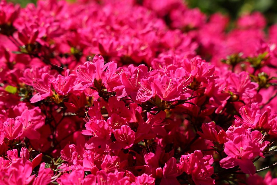 Ogród Botaniczny w Łodzi. Kwitnące rośliny