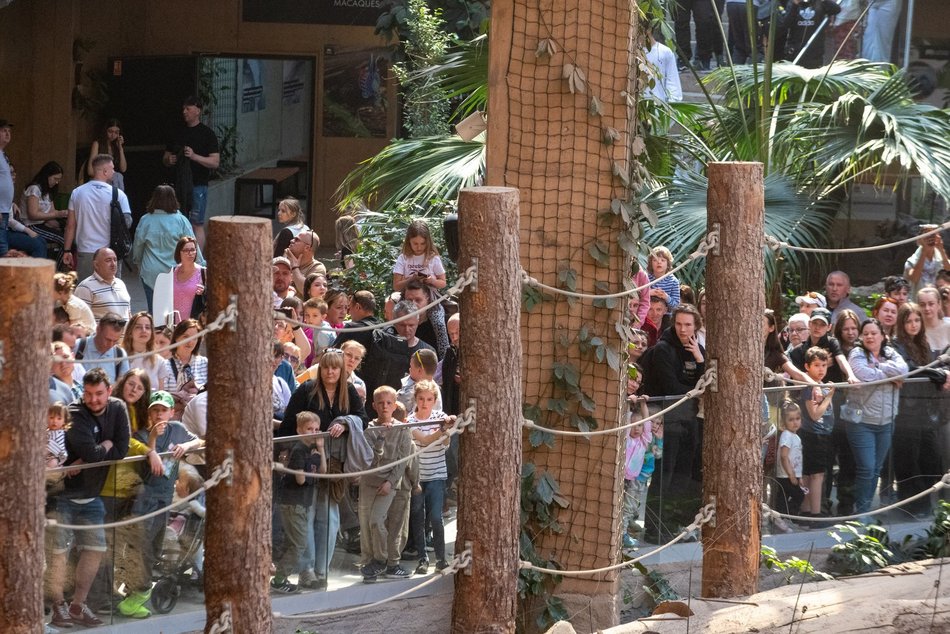 Tłumy w Orientarium Zoo Łódź! Nowości przyciągają jak magnes!