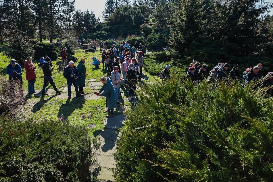 Łódź. W Ogrodzie Botanicznym wiosna w pełni! Przebiśniegi i krokusy zachwycają