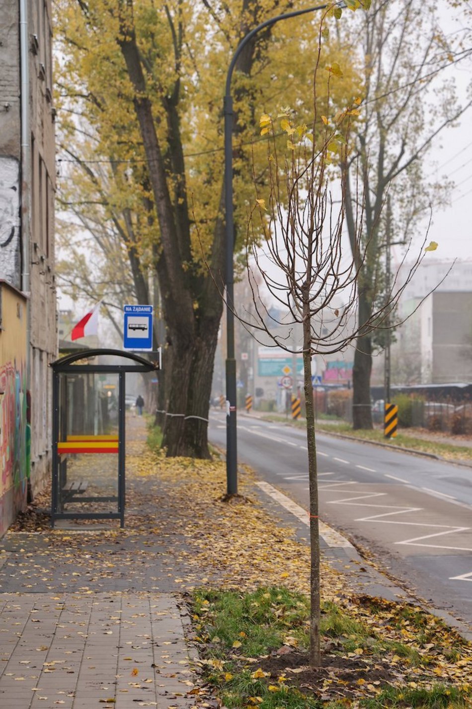 Łódź coraz bardziej zielona! Nowe drzewa pojawiły się na Górnej