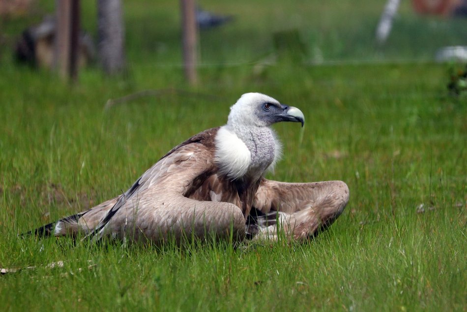 Sępy w Orientarium Zoo Łódź