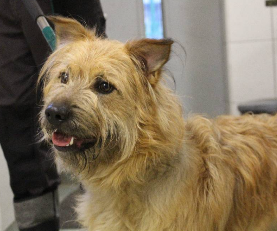 Łódź. Pies Kudłaty ze schroniska w Łodzi