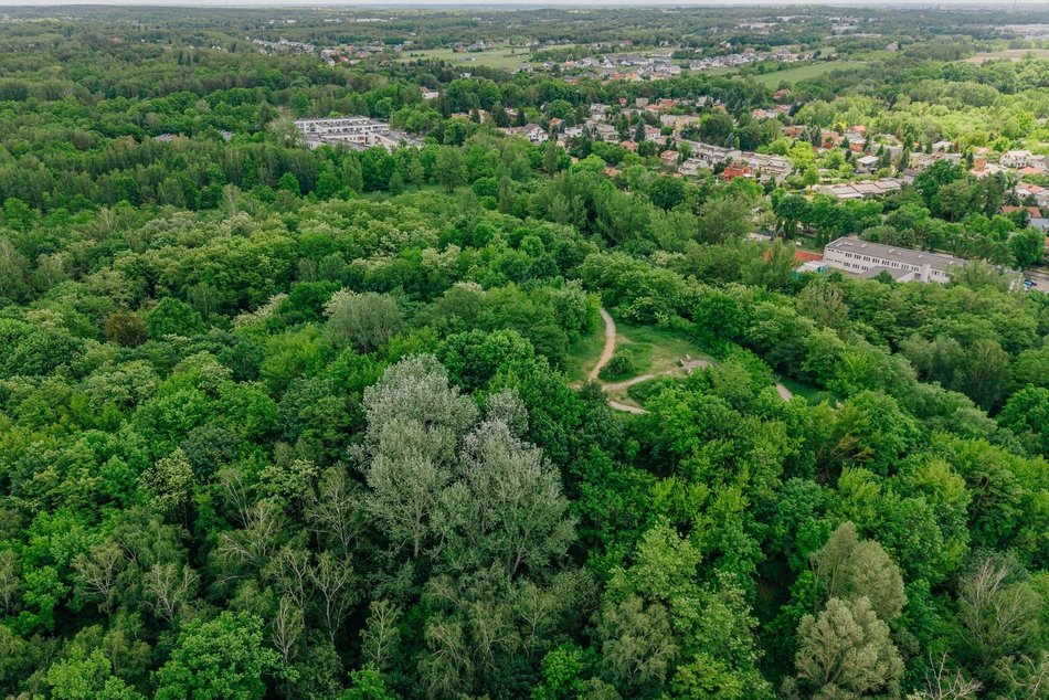 Łódź. Nowe inwestycje w Łagiewnikach. Ścieżka w koronie drzew, wieża widokowa, kładki i więcej