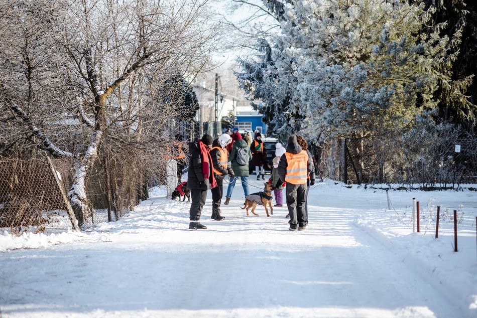 Łódź. Psy ze schroniska w Łodzi na spacerze