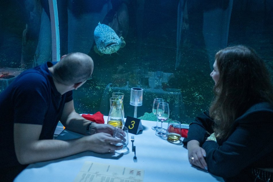 Łódź. Walentynki w Orientarium Zoo Łódź. Przysmaki, koncert na harfie i... zaręczyny