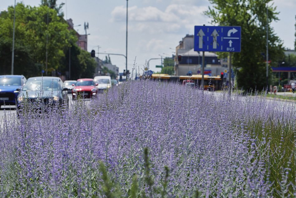 Kwiatowa łąka na ul. Kopcińskiego w Łodzi