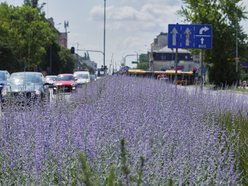 Kwiatowa łąka na ul. Kopcińskiego w Łodzi