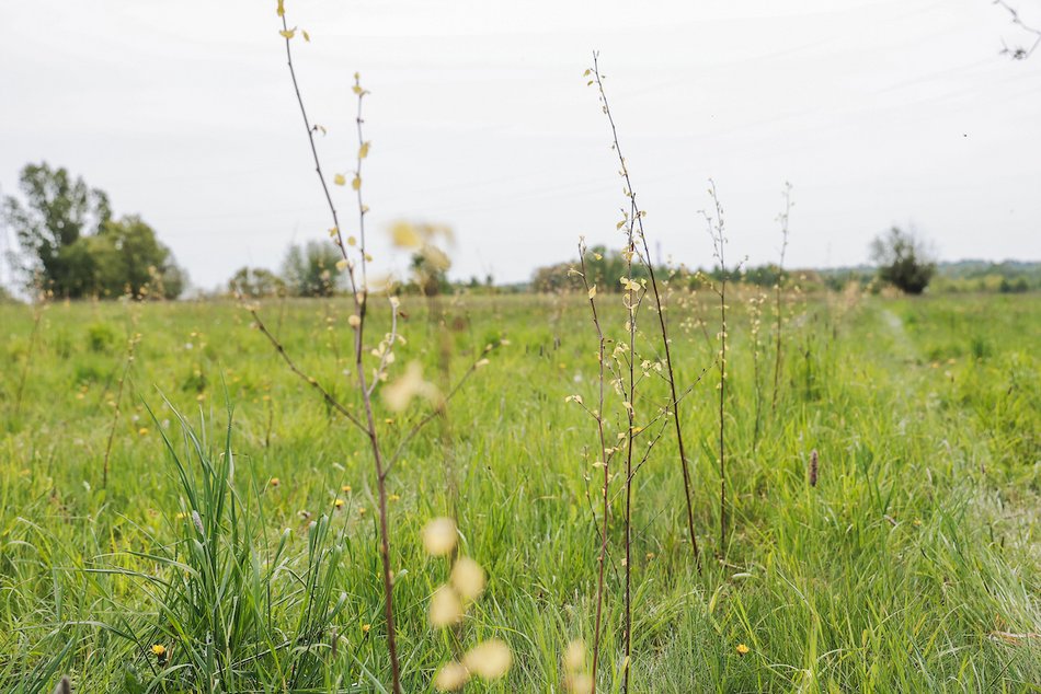 Łódź. Łódź weszła w lato na zielono! Tysiące nowych drzew, kwiaty i trawniki