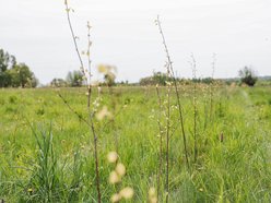 Łódź. Łódź weszła w lato na zielono! Tysiące nowych drzew, kwiaty i trawniki