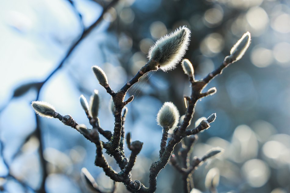 Łódź. W Ogrodzie Botanicznym wiosna w pełni! Przebiśniegi i krokusy zachwycają