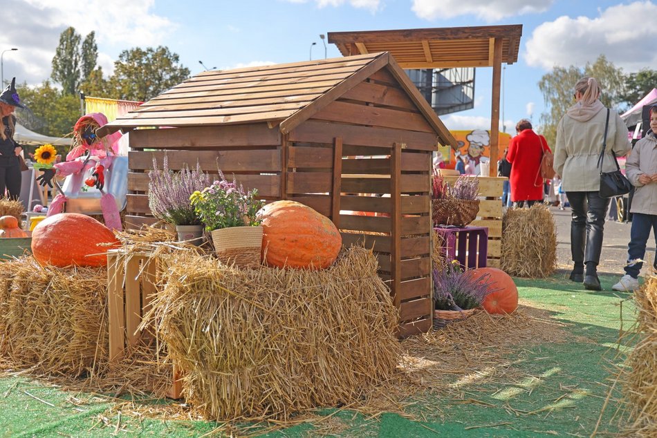 Farma Dyniowa w Pasażu Łódzkim