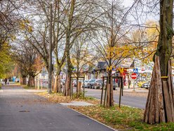 Łódź. Nowe drzewa przy Ciołkowskiego w Łodzi. Oczyszczą powietrze i upiększą okolicę