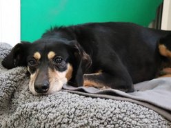 Łódź. Cudny cudak szuka domu. Jest w schronisku w Łodzi o wiele za długo!