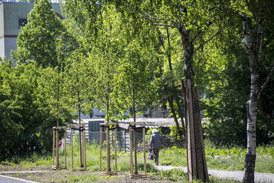 Nowe drzewa przy Kongresowej. Remont objął również nasadzenia zieleni