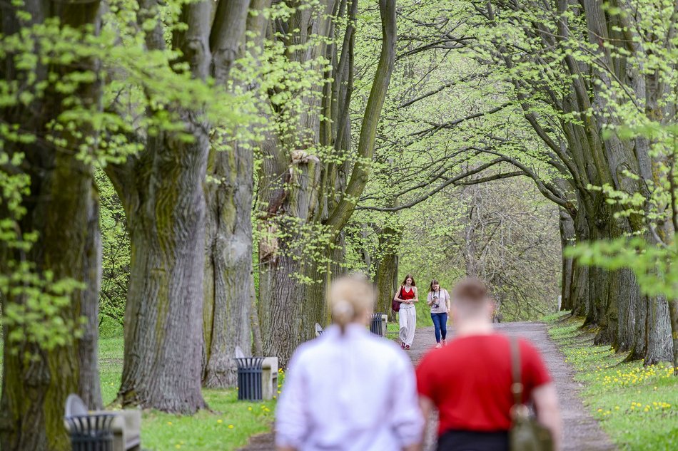 Morze tulipanów w Ogrodzie Botanicznym w Łodzi. Nie możesz tego przegapić