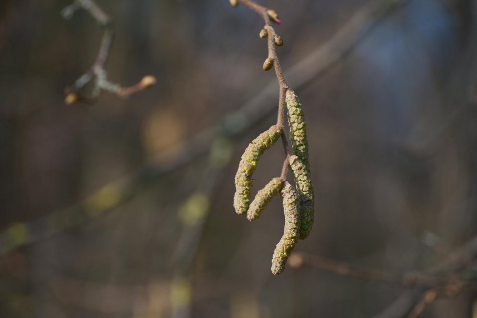 Łódź. Ogród Botaniczny w Łodzi
