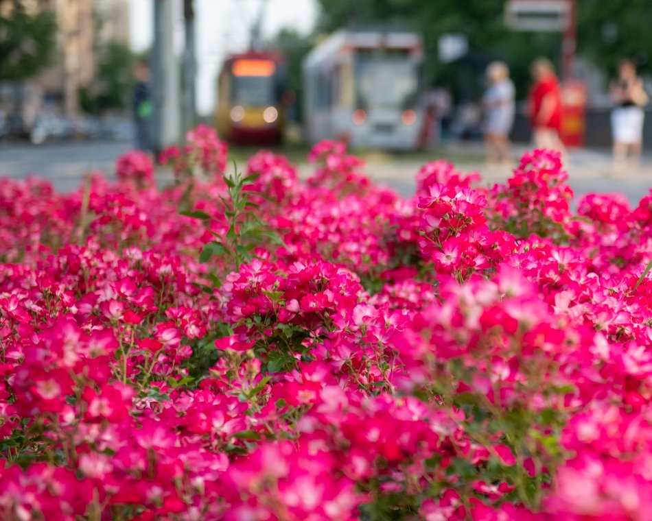 Róże na ulicach Łodzi