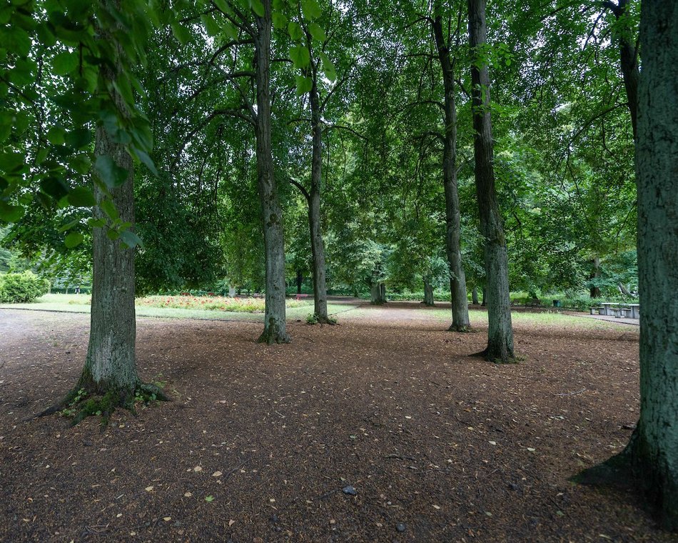 Łódź. Lipowa aleja w parku na Zdrowiu. Zielone serce Łodzi