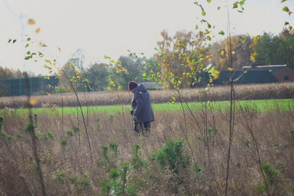 Łódź. Przybędzie aż 15 tysięcy nowych drzew