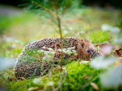 Łódź. W trosce o jeże. Sprawdź, jak pomóc im przetrwać jesień i zimę