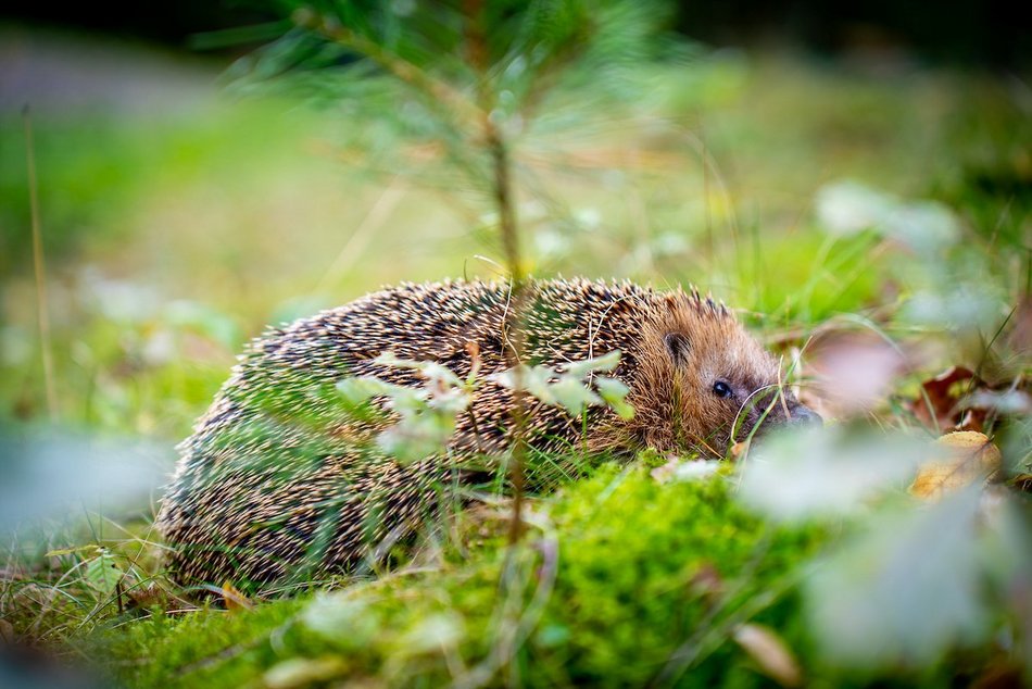 Łódź. W trosce o jeże. Sprawdź, jak pomóc im przetrwać jesień i zimę