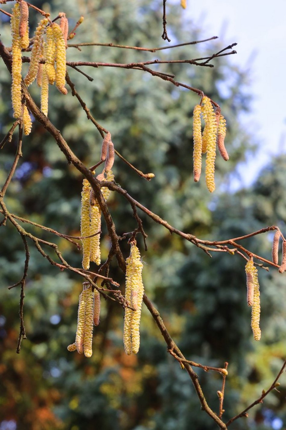 ogród botaniczny