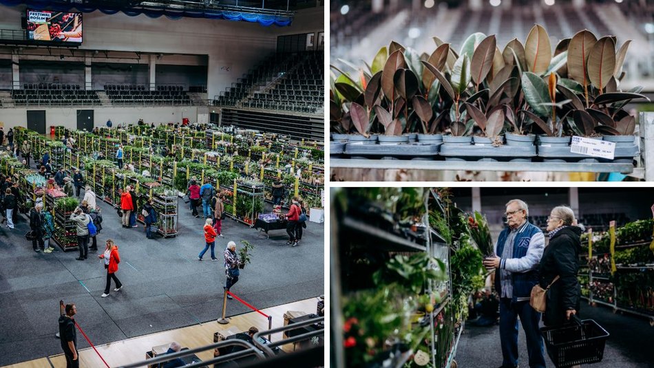 Łódź. Festiwal Roślin w Sport Arenie w Łodzi. Wyjątkowe okazy i tłumy łodzian!