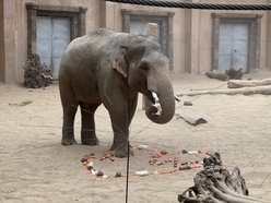 Łódź. Słonie żegnają się z Orientarium Zoo Łódź. Przyjdź, zobacz je jeszcze raz i pożegnaj!