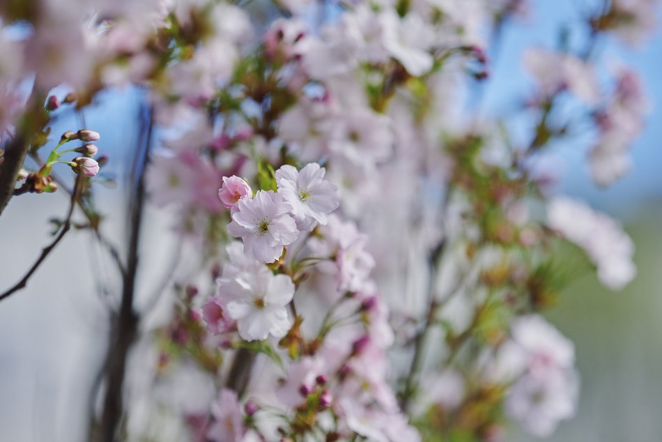 Łódź. Zobacz, jak skwer przy Kilińskiego i Rewolucji w Łodzi mieni się wszystkimi kolorami wiosny