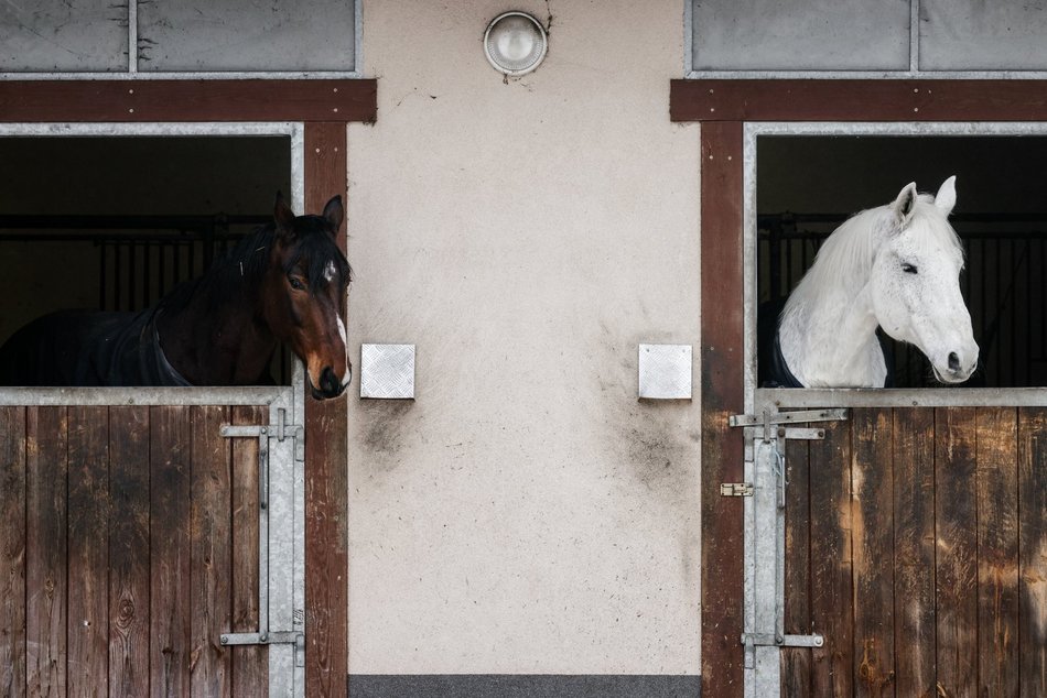 Łódź. Straż Miejska świętuje WOŚP 2026 w Łodzi! Jazda konna, gry i zabawy przy Wycieczkowej