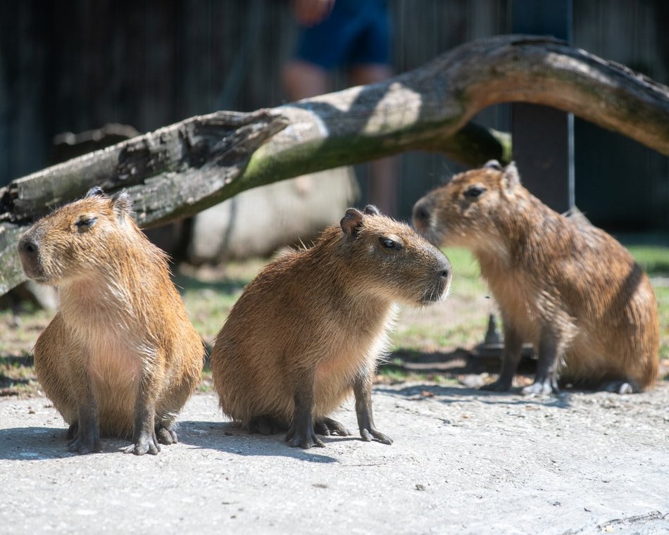 WOŚP 2025 w Łodzi. Orientarium Zoo Łódź gra z Wielką Orkiestrą Świątecznej Pomocy!