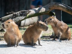 WOŚP 2025 w Łodzi. Orientarium Zoo Łódź gra z Wielką Orkiestrą Świątecznej Pomocy!