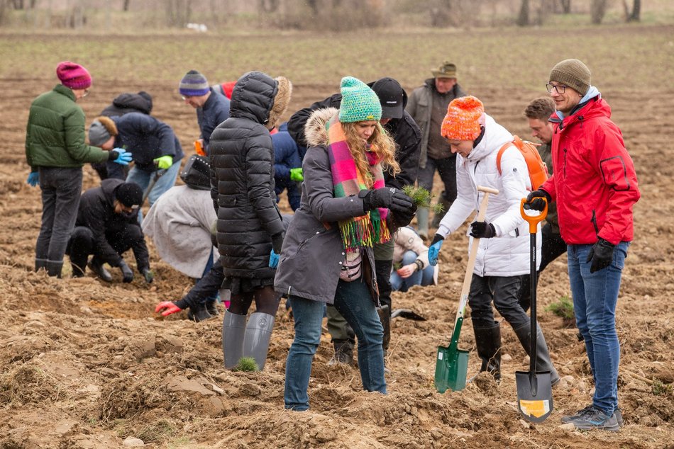 W Łodzi przybędzie 35 tys. drzew!