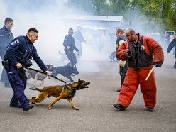 Łódź. Zwierzęta Straży Miejskiej na szkoleniu