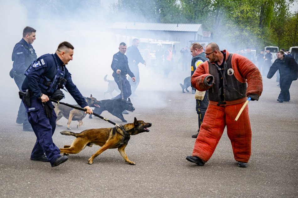 Łódź. Zwierzęta Straży Miejskiej na szkoleniu