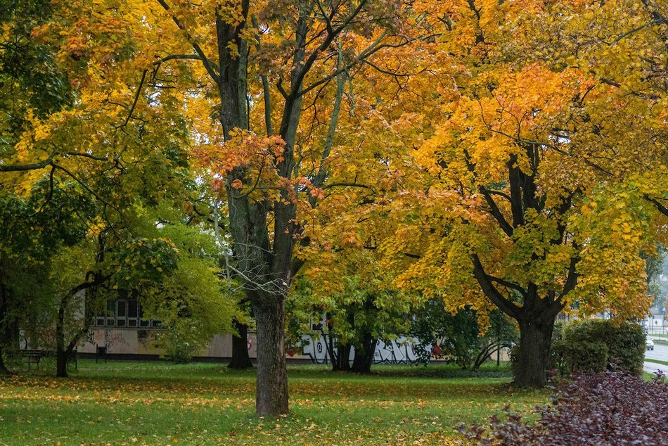 Łódź. Jesienne kadry z parków