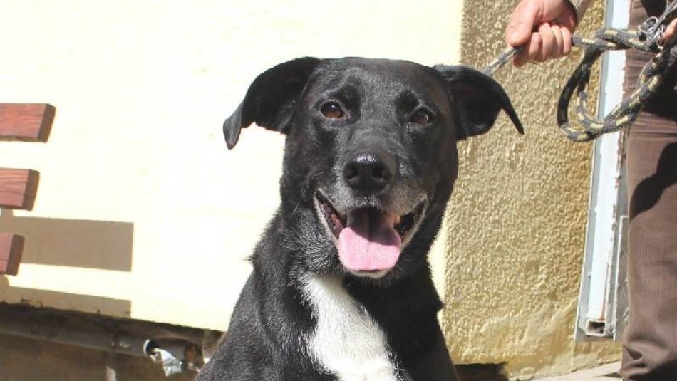 Łódź. Fado jest w schronisku w Łodzi od 4 lat i... wystarczy! Pomóż mu znaleźć nowy dom!