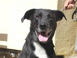 Łódź. Fado jest w schronisku w Łodzi od 4 lat i... wystarczy! Pomóż mu znaleźć nowy dom!