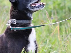 Łódź. Fado jest w schronisku w Łodzi od 4 lat i... wystarczy! Pomóż mu znaleźć nowy dom!