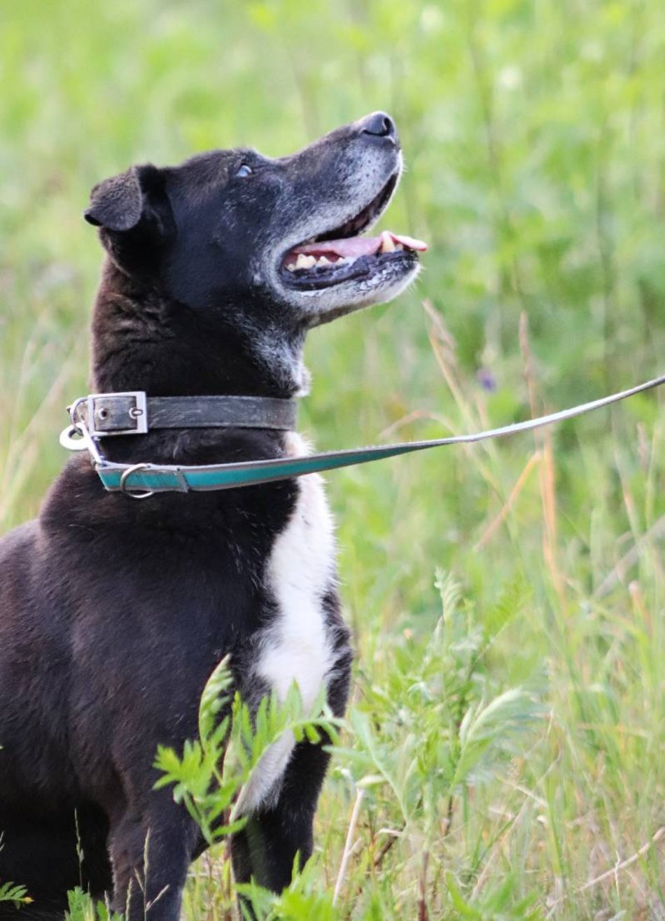 Łódź. Fado jest w schronisku w Łodzi od 4 lat i... wystarczy! Pomóż mu znaleźć nowy dom!