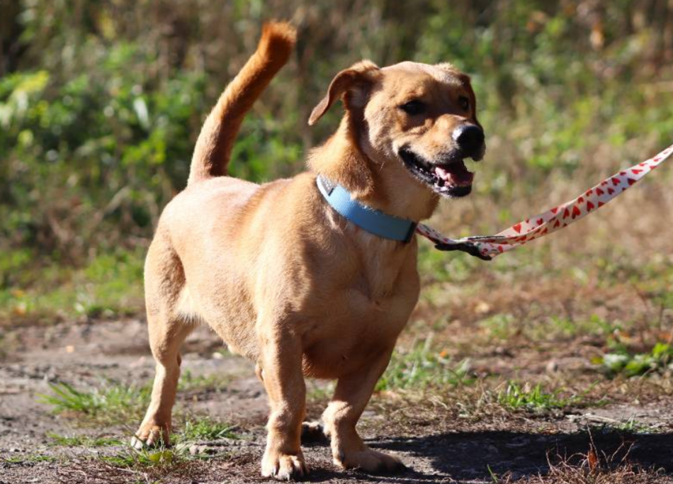 Łódź. Pies Gryzak ze schroniska w Łodzi