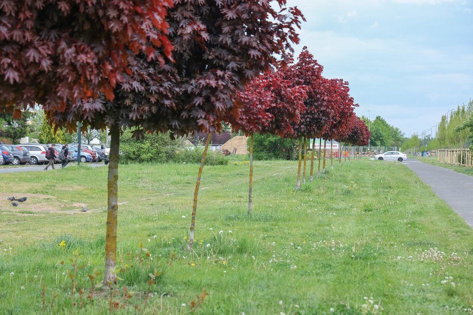 Łódź. Aż 100 nowych drzew na Olechowie w Łodzi! To Łodzianie wybrali lokalizację w plebiscycie
